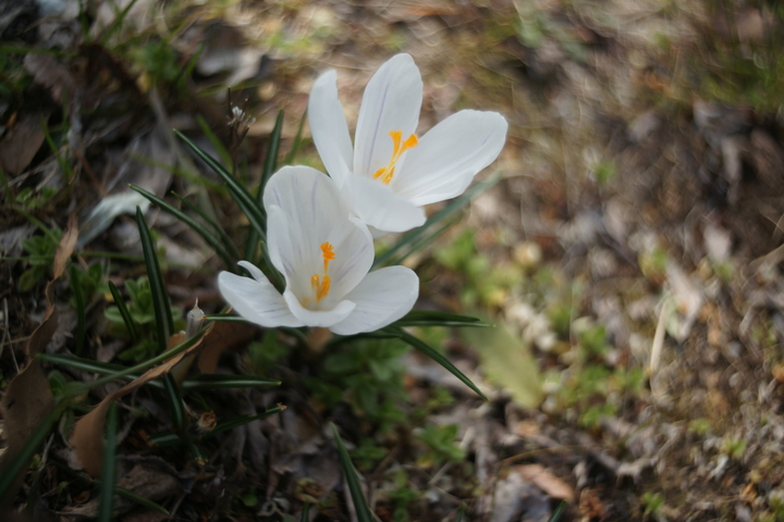 DSC08352.JPG
